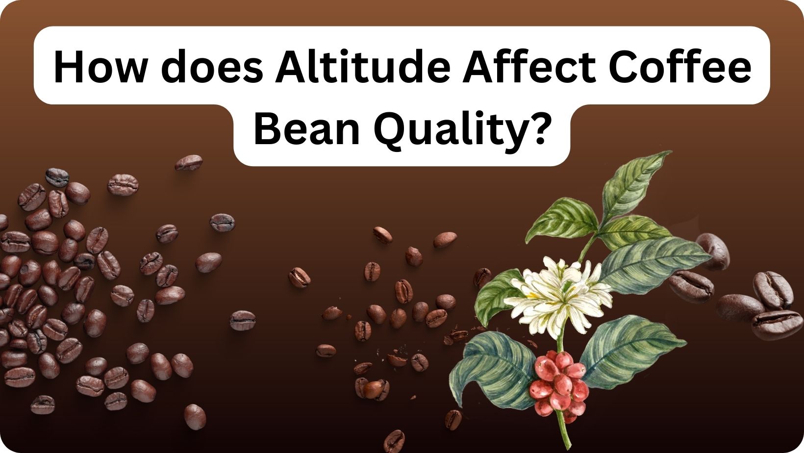 How does Altitude Affect Coffee Bean Quality?