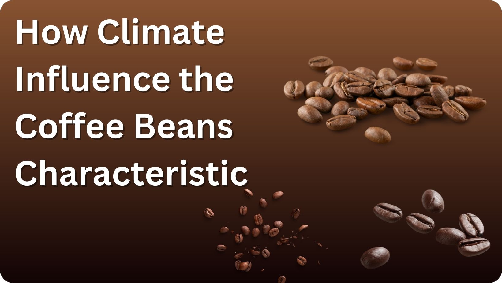 How Climate Influence Coffee Beans Characteristic