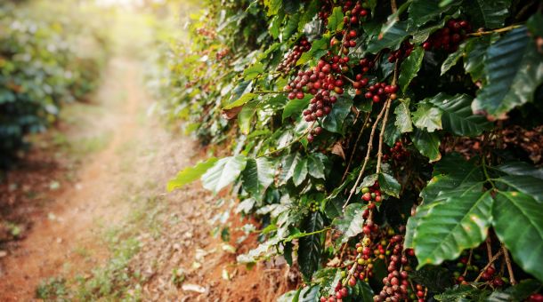 Exploring Unique Coffee Varieties